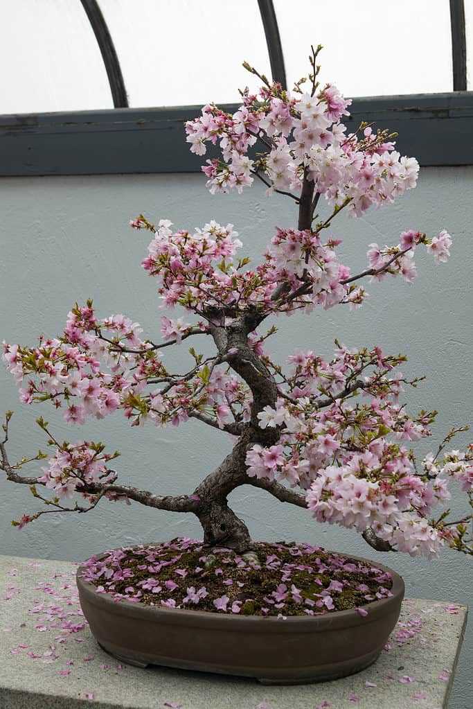 natures blossom bonsai instruction manual