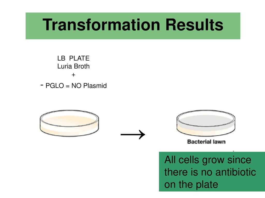 pglo bacterial transformation kit instruction manual