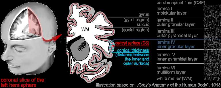 brain warp instruction manual