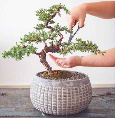 natures blossom bonsai instruction manual