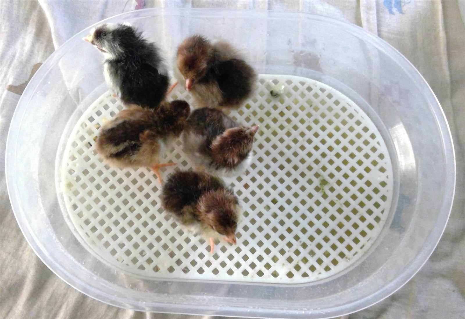 janoel 12 incubator instruction manual