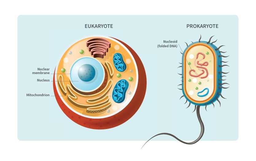 dna your personalized instruction manual